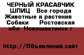 ЧЕРНЫЙ КРАСАВЧИК ШПИЦ - Все города Животные и растения » Собаки   . Ростовская обл.,Новошахтинск г.